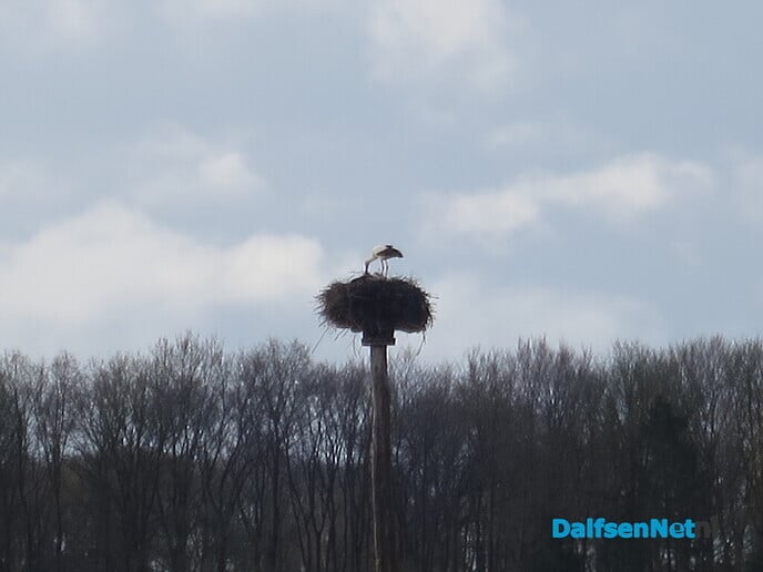 Hoeveel ooievaars kunnen er nog bij? - Foto: Wim