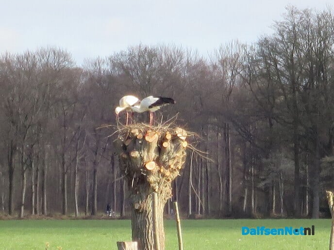 Hoeveel ooievaars kunnen er nog bij? - Foto: Wim