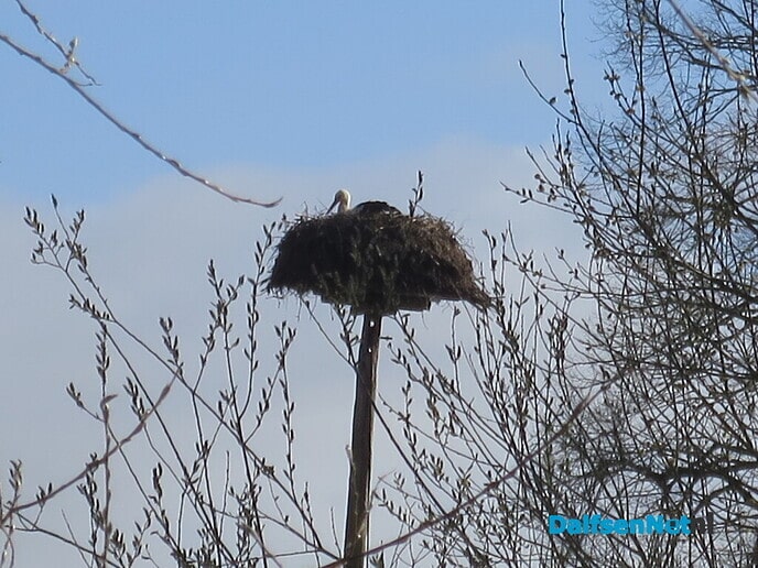Hoeveel ooievaars kunnen er nog bij? - Foto: Wim