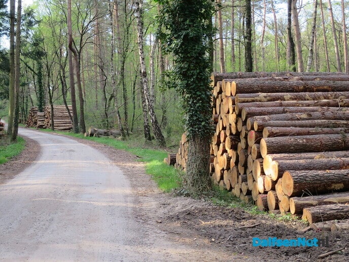 Bospaden Sterrebos weer goed begaanbaar - Foto: Wim