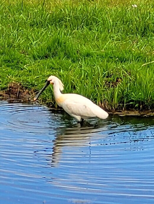 Lepelaar gespot