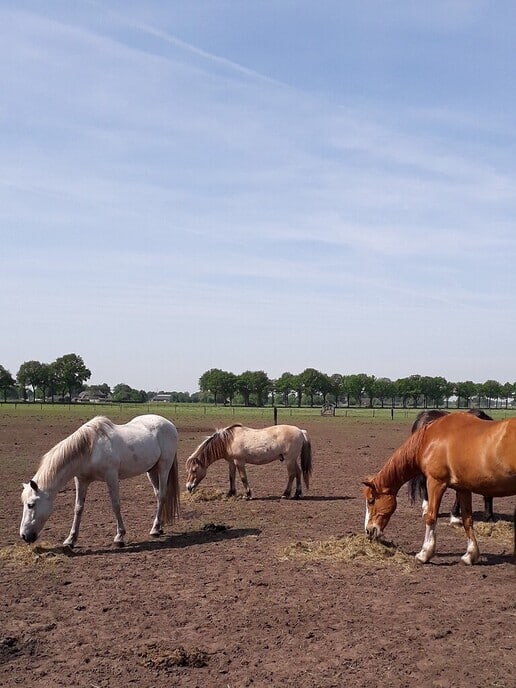 Kijk- en doe-dag bij `t Olde Manegepeerd - Foto: Ingezonden foto