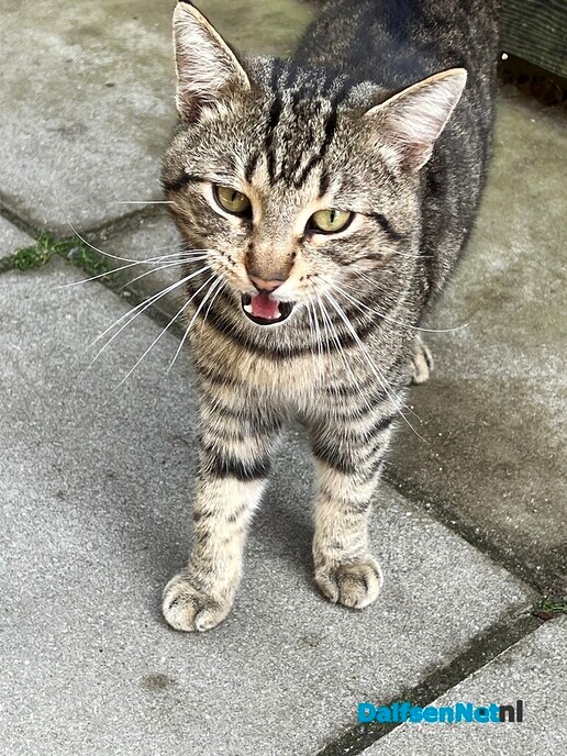 Is iemand zijn kat kwijt in Oosterdalfsen? - Foto: Ingezonden foto