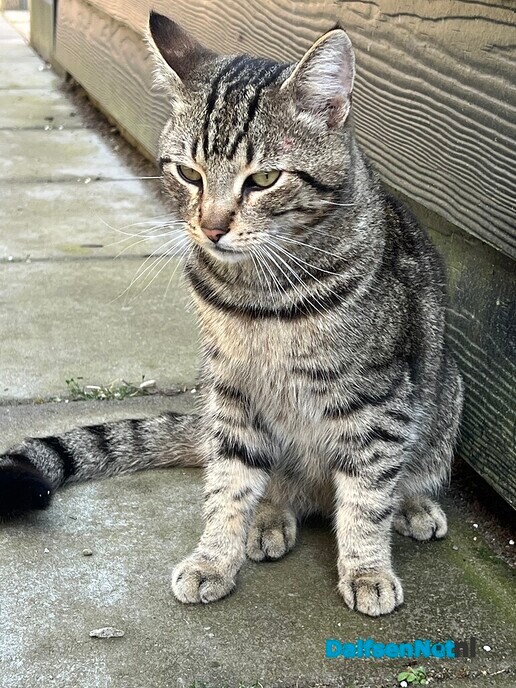 Is iemand zijn kat kwijt in Oosterdalfsen? - Foto: Ingezonden foto