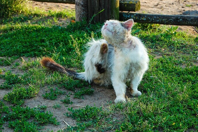 Je dieren beschermen tegen vlooien en teken