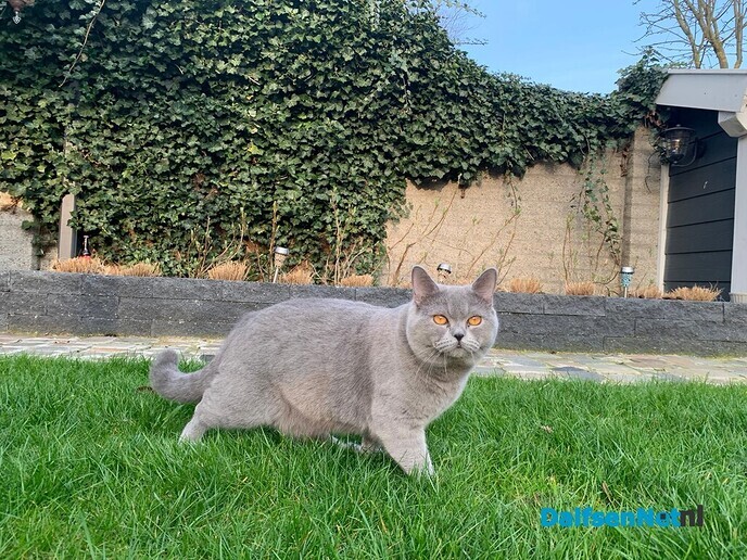 Vermist Britse grijze kat - Foto: Ingezonden foto