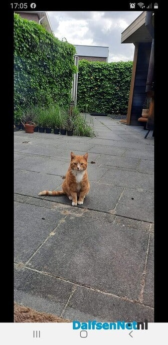 Rode kater Barbierlaan en omgeving - Foto: Ingezonden foto