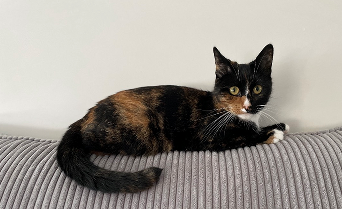 Poes vermist Nieuwleusen - Foto: Ingezonden foto