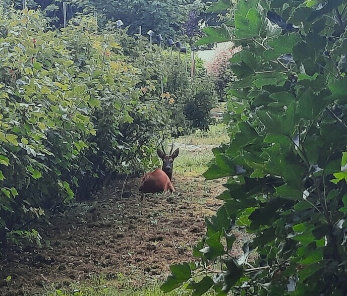 Doar liggie dan - Foto: Gruune Jopie