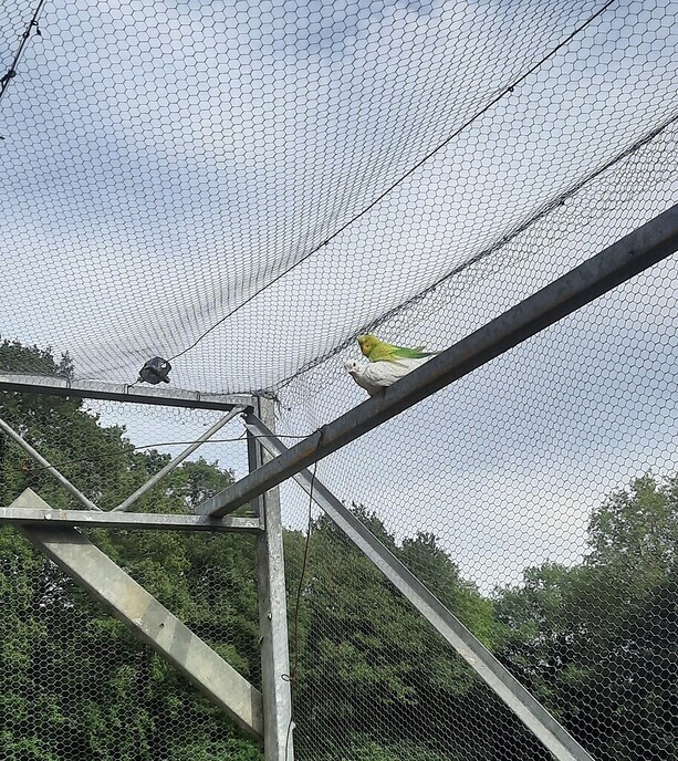 Met reizn - Foto: Gruune Jopie