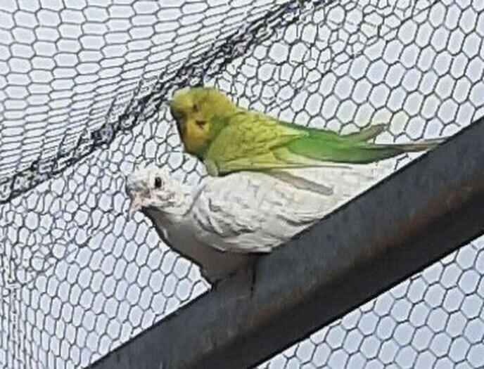 Met reizn - Foto: Gruune Jopie