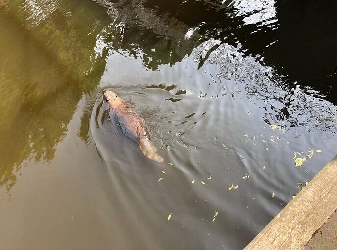 Bever trekt baantjes in schutsluis Vilsteren - Foto: Eigen geleverde foto