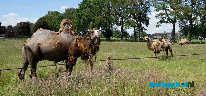 Kamelen in weiland bij Lemelerveld - Foto: Paul Scholten