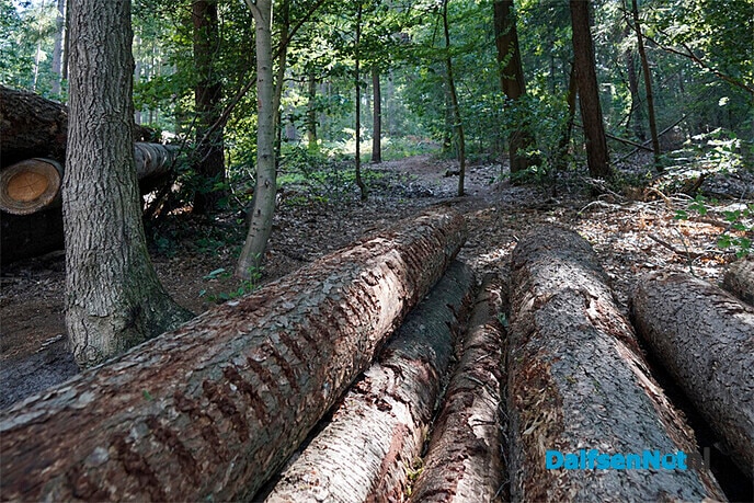 Wandelpaden Gerner Bos weer begaanbaar - Foto: Paul Scholten