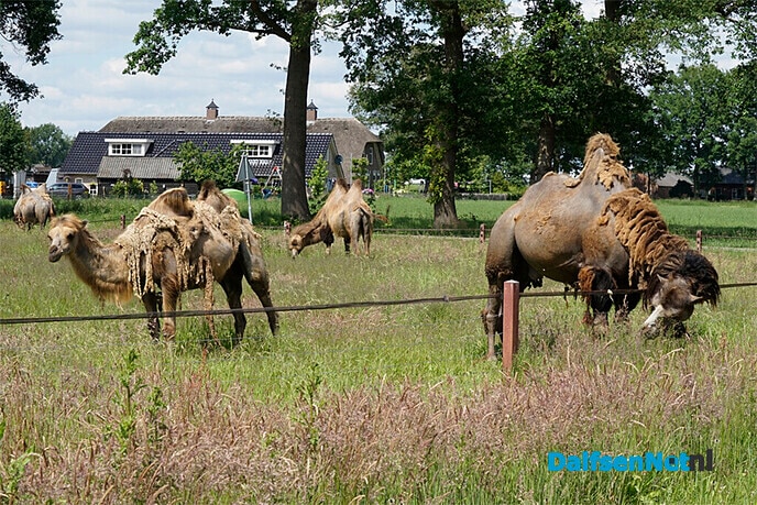 Kamelen in weiland bij Lemelerveld - Foto: Paul Scholten