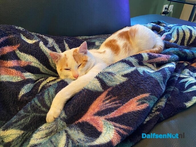 Katertje vermist maar wel weer terug - Foto: Ingezonden foto