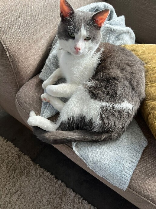 Jonge kater gevonden in Nieuwleusen - Foto: Ingezonden foto