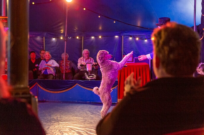 Rosengaerde naar het circus - Foto: Ingezonden foto