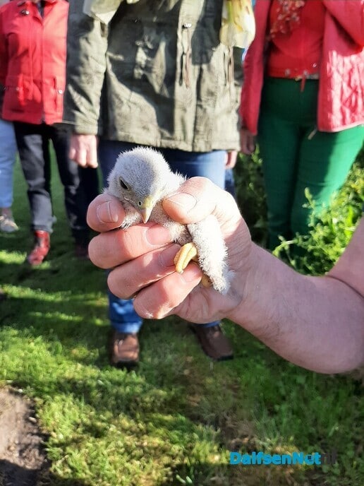 Roofvogels geringd in Nieuwleusen - Foto: Ingezonden foto