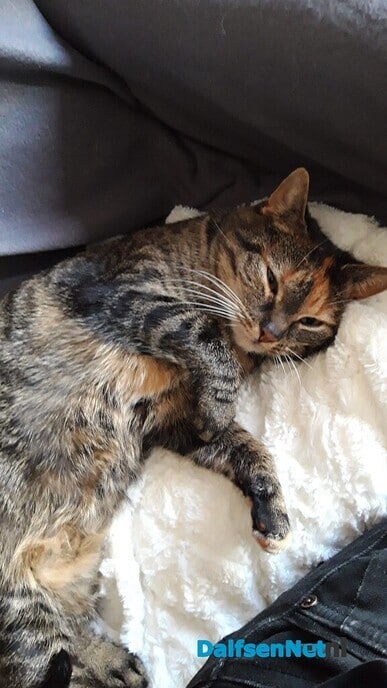 Grijze kat vermist - Foto: Ingezonden foto