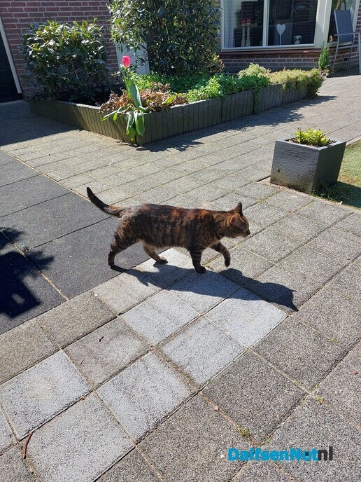 Grijze kat vermist - Foto: Ingezonden foto