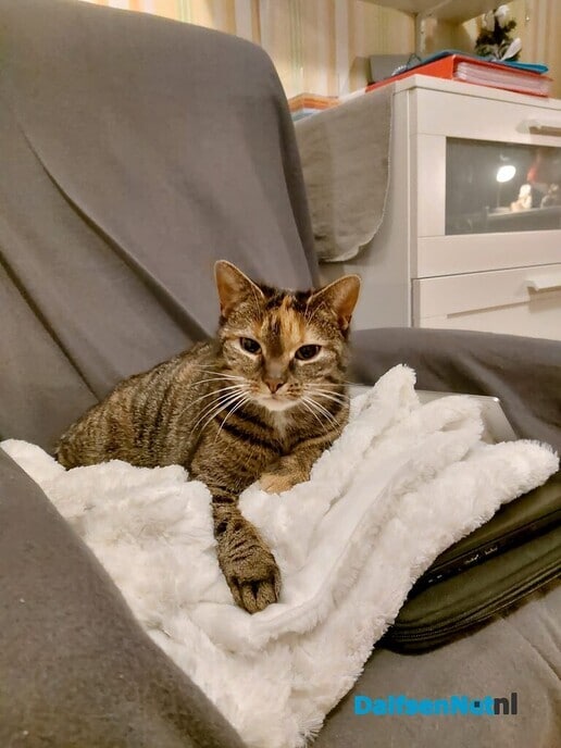 Grijze kat vermist - Foto: Ingezonden foto