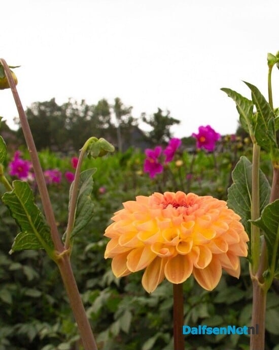 Weer een maïsdoolhof bij de pluktuin - Foto: Ingezonden foto