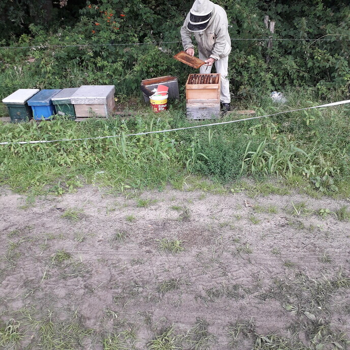 Opruum en bievoern - Foto: Ton S
