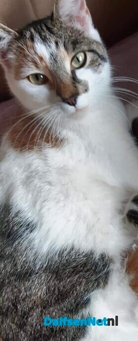 Lapjes kat vermist - Foto: Ingezonden foto
