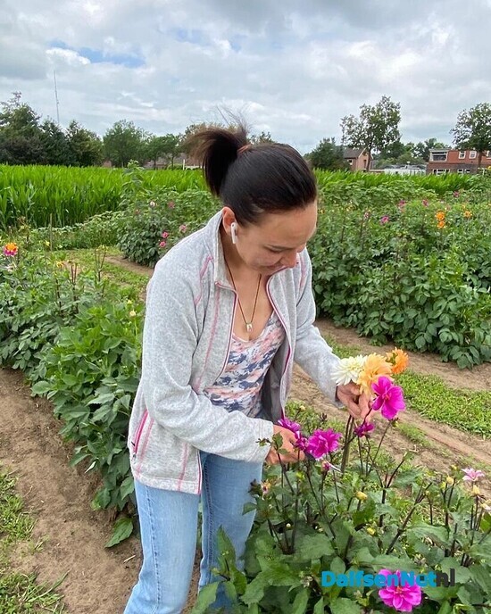 Weer een maïsdoolhof bij de pluktuin - Foto: Ingezonden foto