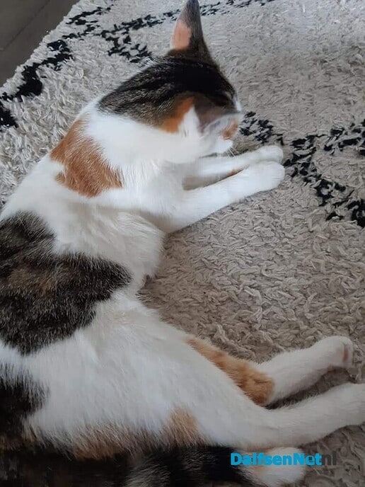 Lapjes kat vermist - Foto: Ingezonden foto