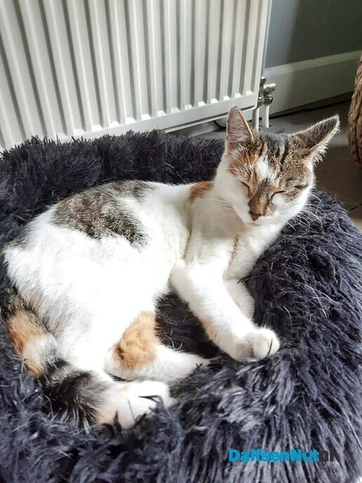 Lapjes kat vermist - Foto: Ingezonden foto