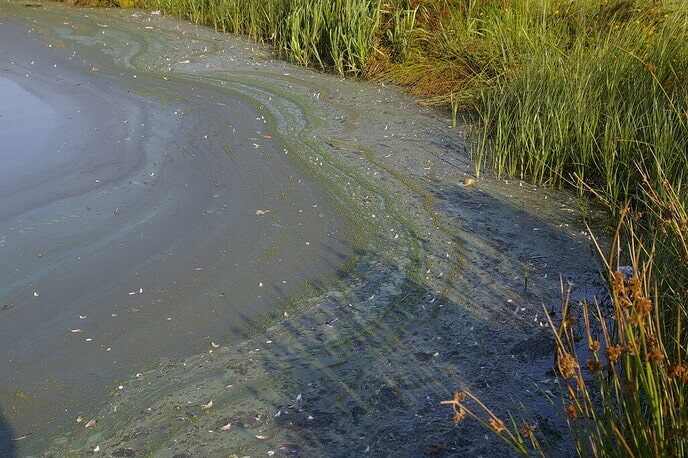 Kans op blauwalg in zomermaanden - Foto: Ingezonden foto