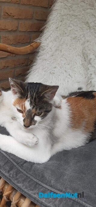 Lapjes kat vermist - Foto: Ingezonden foto