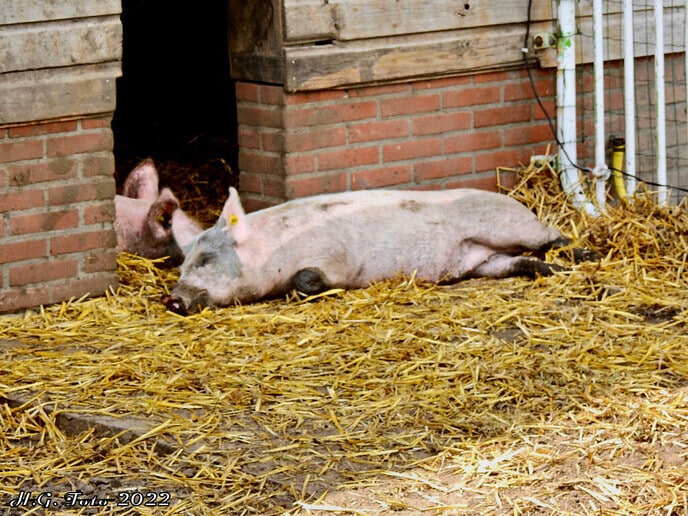Zomerfestival Landjuweel “de Hoeven”