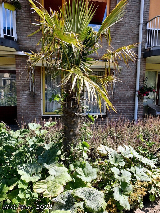 De stokbonen groeien in Dalfsen aan een palmboom