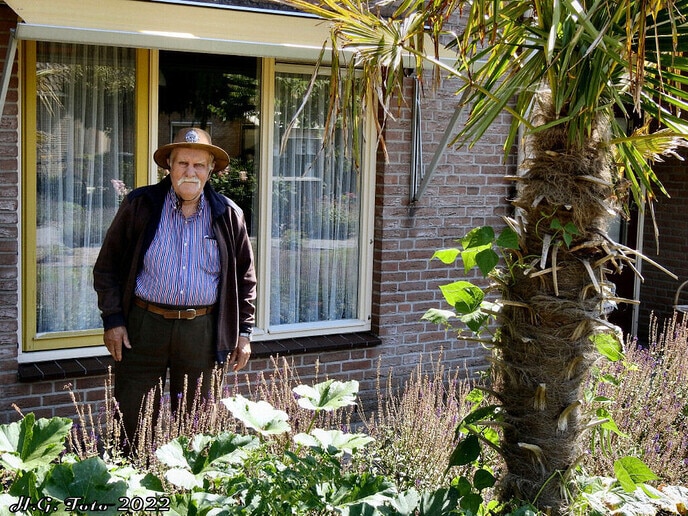 De stokbonen groeien in Dalfsen aan een palmboom