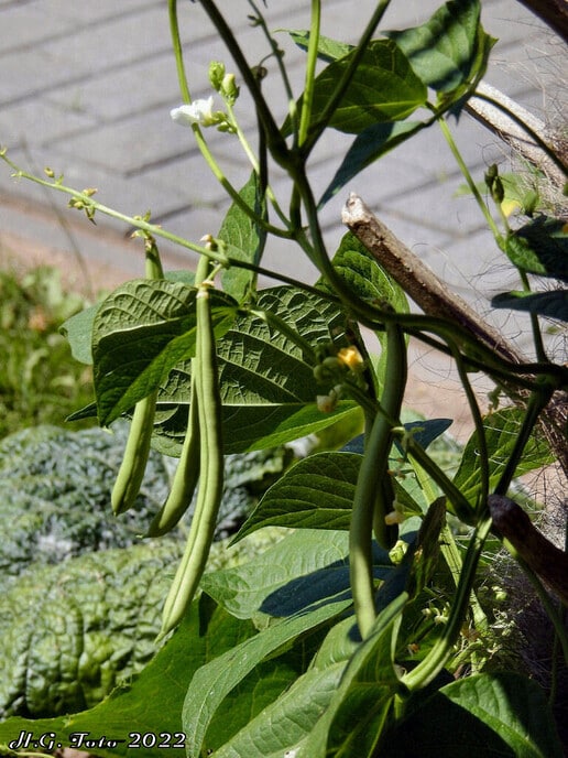 De stokbonen groeien in Dalfsen aan een palmboom