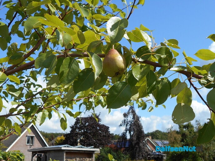 De eerste peren zijn zichtbaar