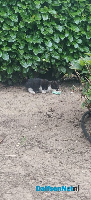 Wie mist er een kitten? - Foto: Ingezonden foto