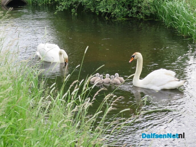 De Emmertochtsloot, een bijzonder natuurgebied - Foto: Wim