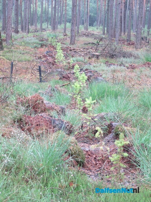 Gemaaide paden en aanpak biodiversiteit - Foto: Wim