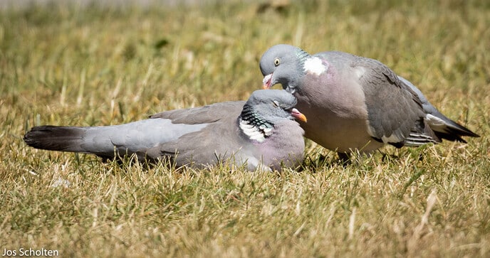 Kakkedoe - Foto: Ingezonden foto