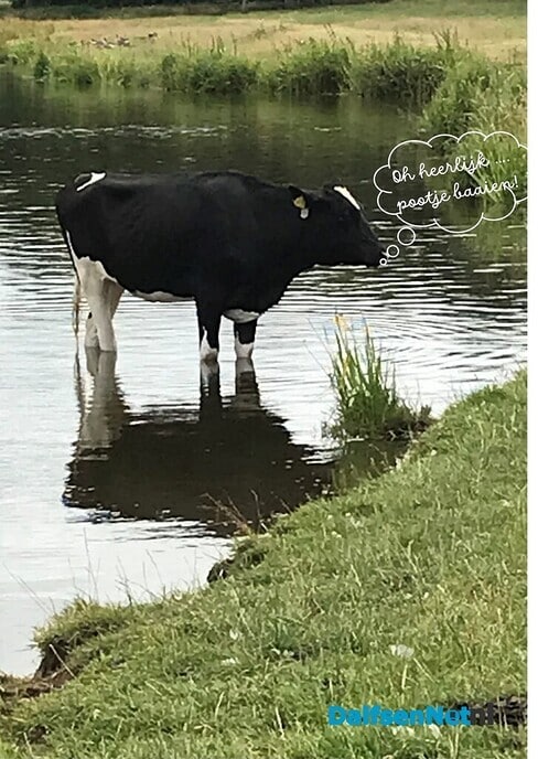 Ook deze koe geniet van het mooie weer …. - Foto: Ingezonden foto