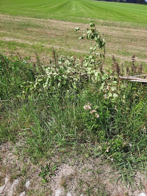 Vernieling jonge aanplant perenboompjes aan de Tibbensteeg - Foto: Ingezonden foto