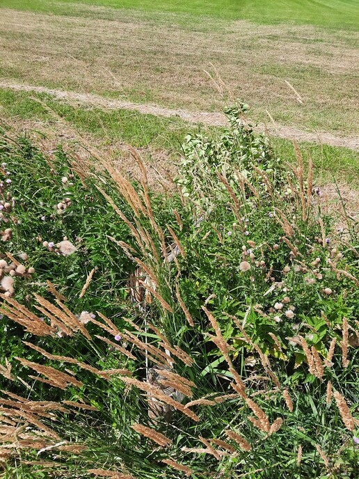 Vernieling jonge aanplant perenboompjes aan de Tibbensteeg - Foto: Ingezonden foto