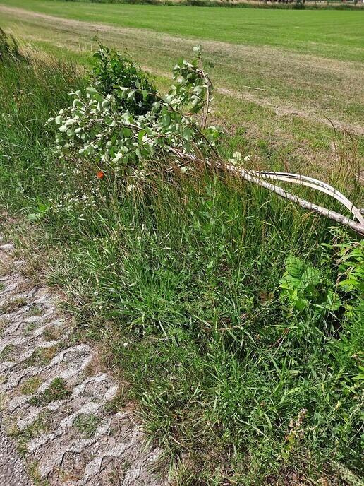 Vernieling jonge aanplant perenboompjes aan de Tibbensteeg - Foto: Ingezonden foto