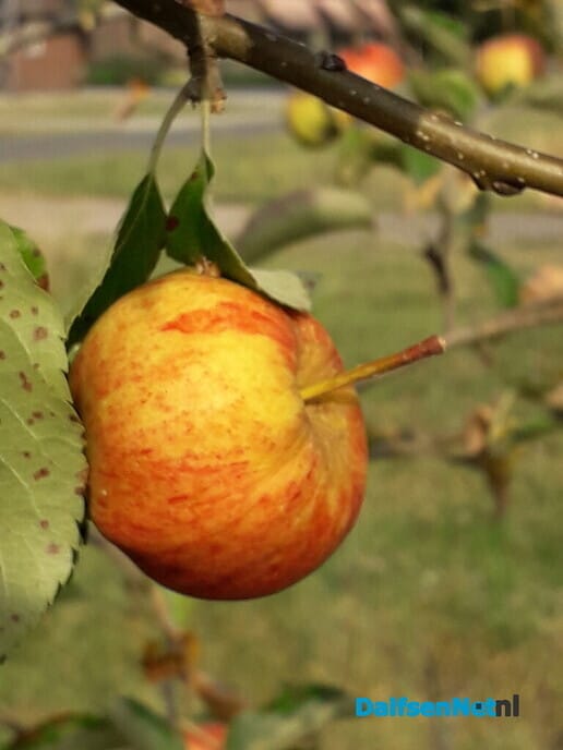 Geen appeltje voor de dorst - Foto: Ingezonden foto