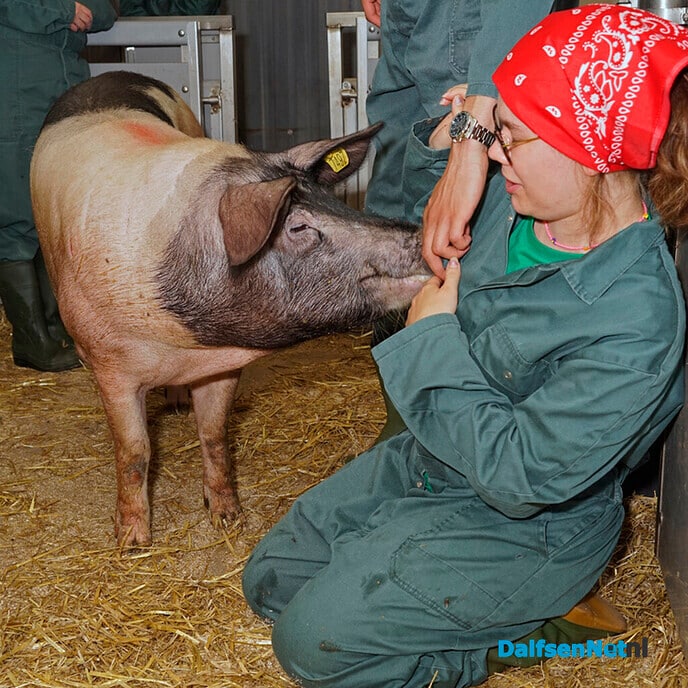 Excursie “Biggetjes knuffelen” bij De Ruimte in Dalfsen - Foto: Paul Scholten