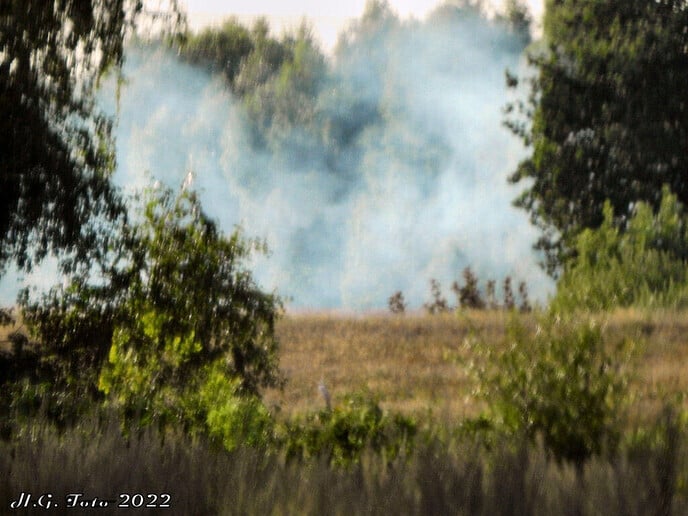 Berm/ Bosschage brand Koepelallee